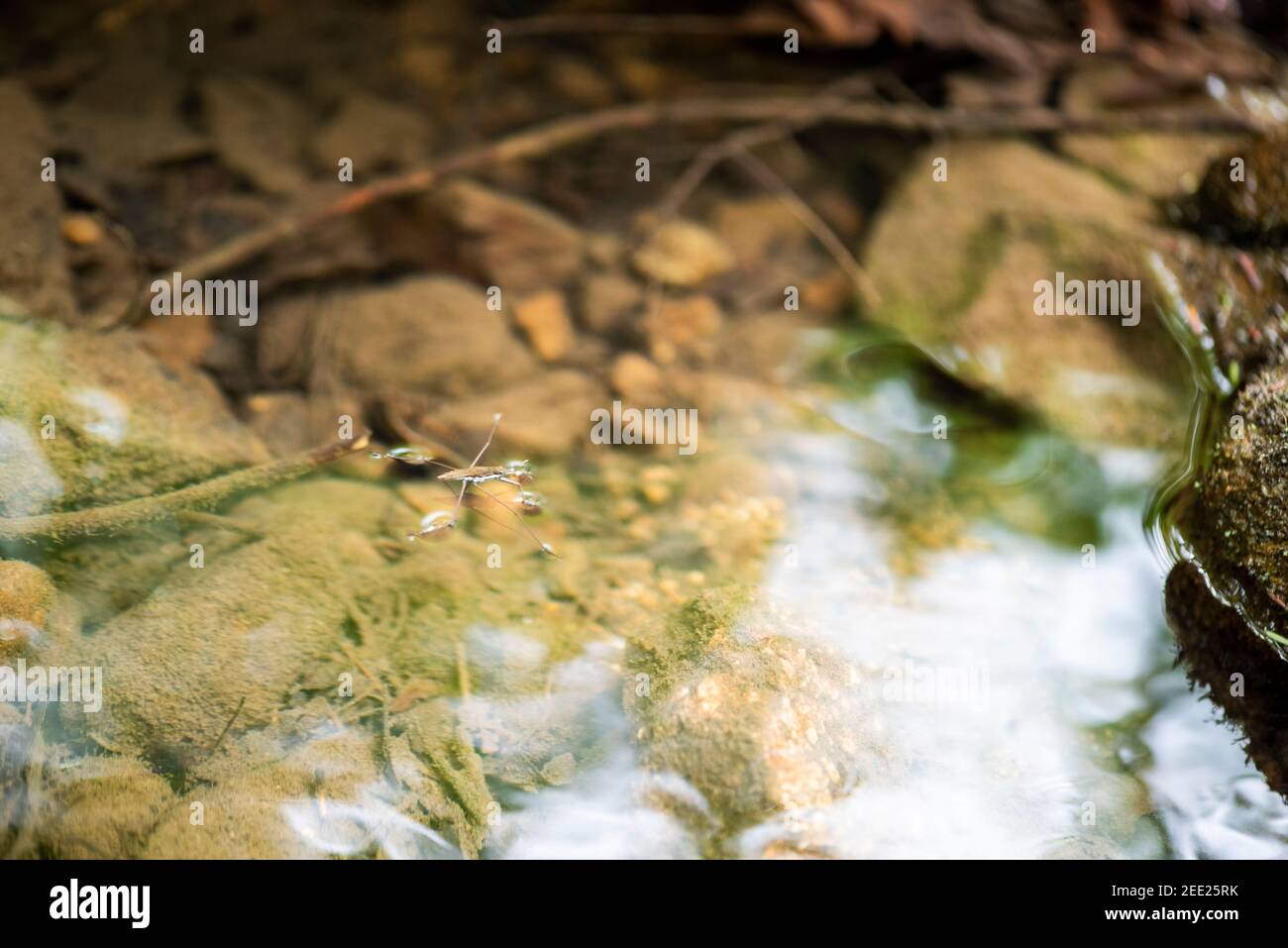 Water striders can distribute their weight so they can walk on water ...