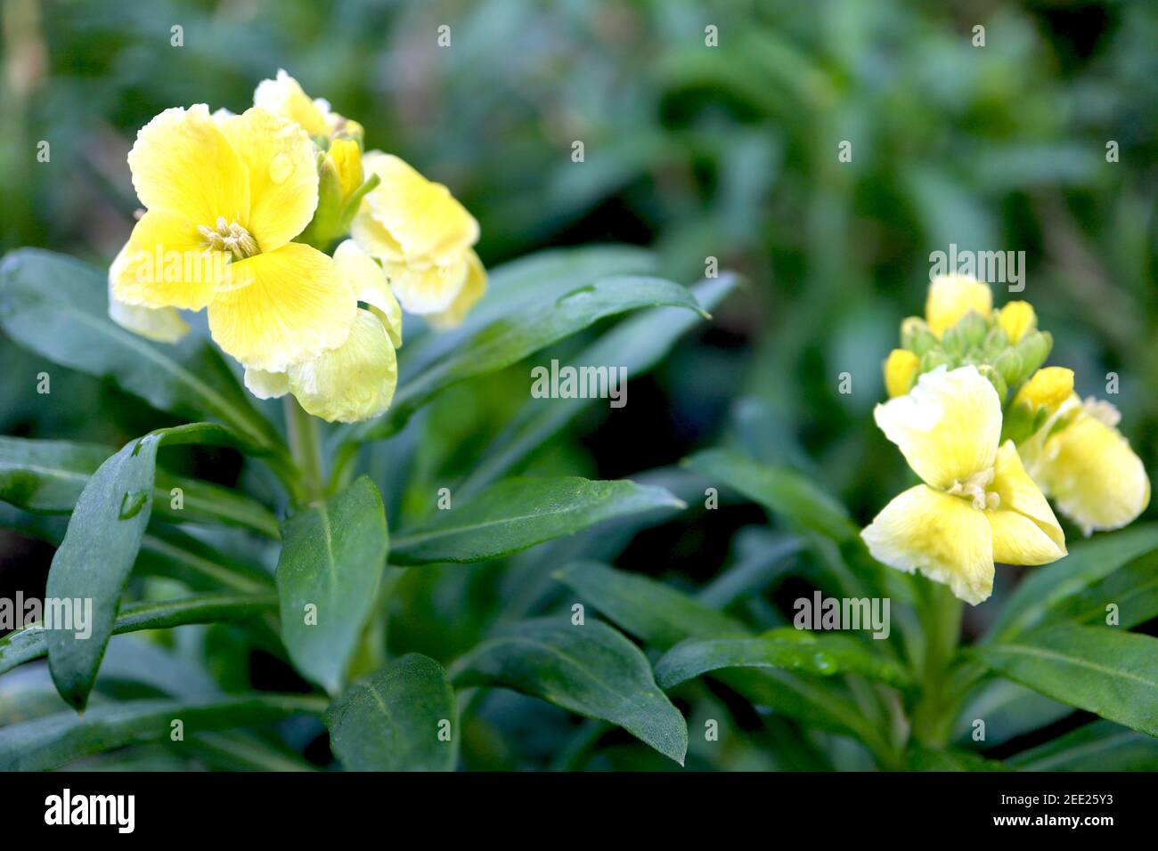 Erysimum cheiri ‘Sugar Rush Primrose’  Sugar Rush Primrose wallflower – loose clusters of yellow flowers fading to white,  February, England, UK Stock Photo
