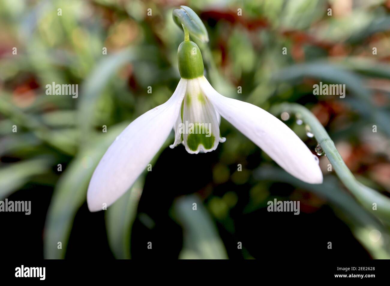 Galanthus plicatus ‘Green Teeth’ Green Teeth Snowdrop – white bell-shaped flower with green double spot and V green marking,  February, England, UK Stock Photo