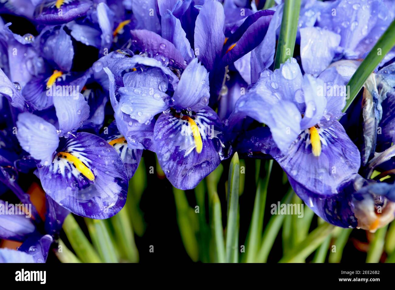 Iris reticulata ‘Harmony‘ dwarf Iris Harmony - lilac and indigo dwarf iris with yellow ribs, February, England, UK Stock Photo