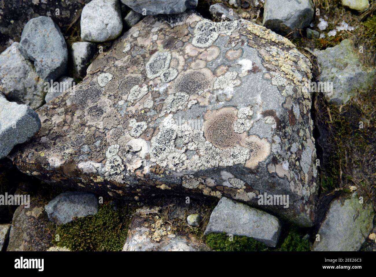 Rock covered by profusion of lichens at Arthur Harbor, near Palmer Station, Antarctica Stock Photo