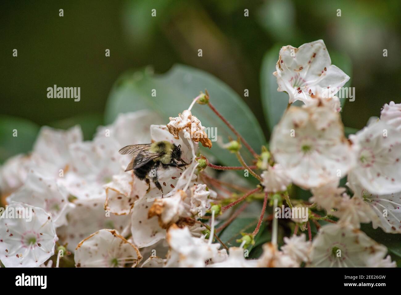 A bumblebee forages for nectar and pollen at a flowering mountain laurel. Stock Photo
