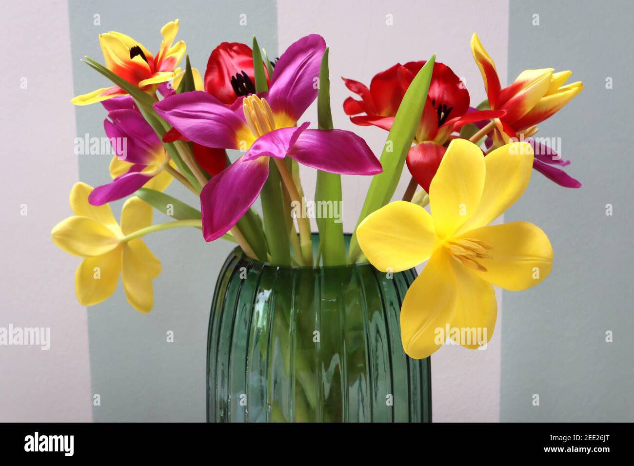 Tulipa mixed Tulips with reflexed petals in green glass vase, February, England, UK Stock Photo