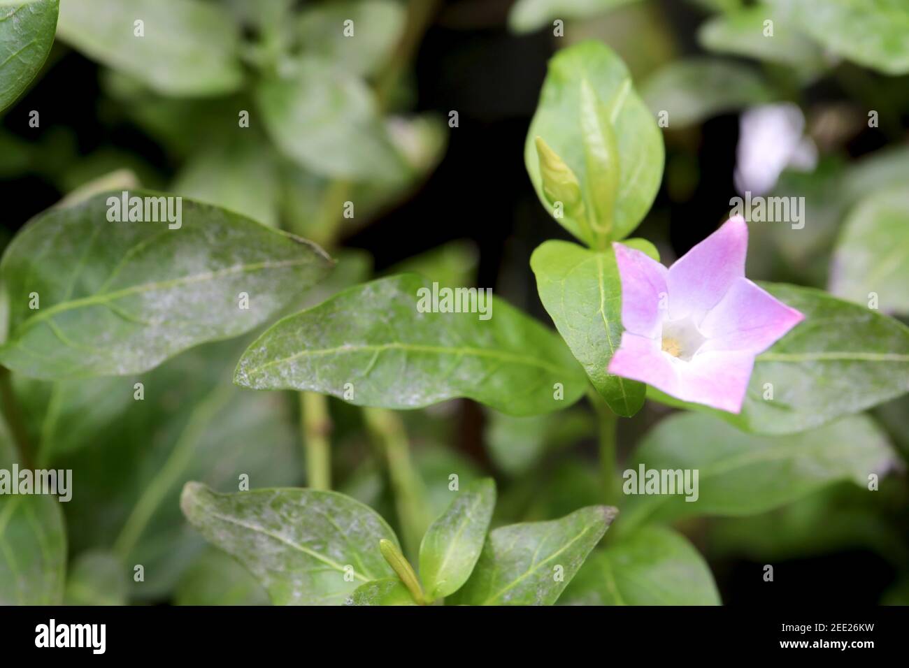 Vinca difformis ‘Jenny Pym’ Intermediate periwinkle - pink star-shaped flowers with pointed petals tips, February, England, UK Stock Photo