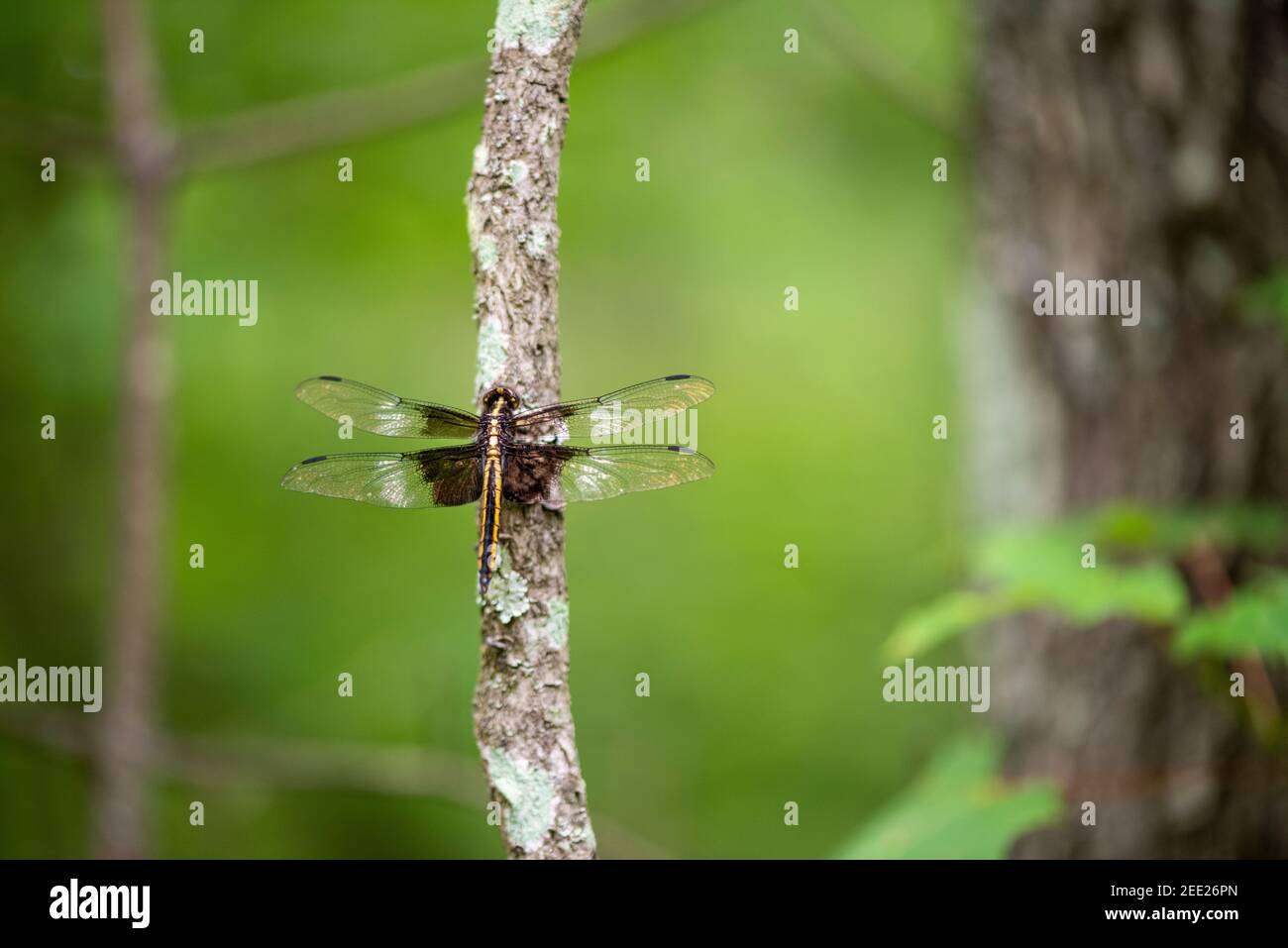 Female Widow Skimmer (Libellula luctuosa) dragonfly perched on a tree ...
