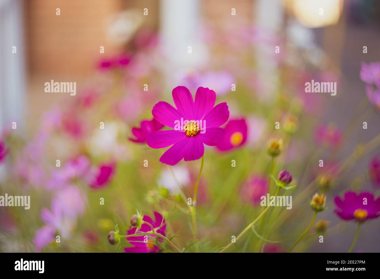 Purple white daisies background hires stock photography and images Alamy