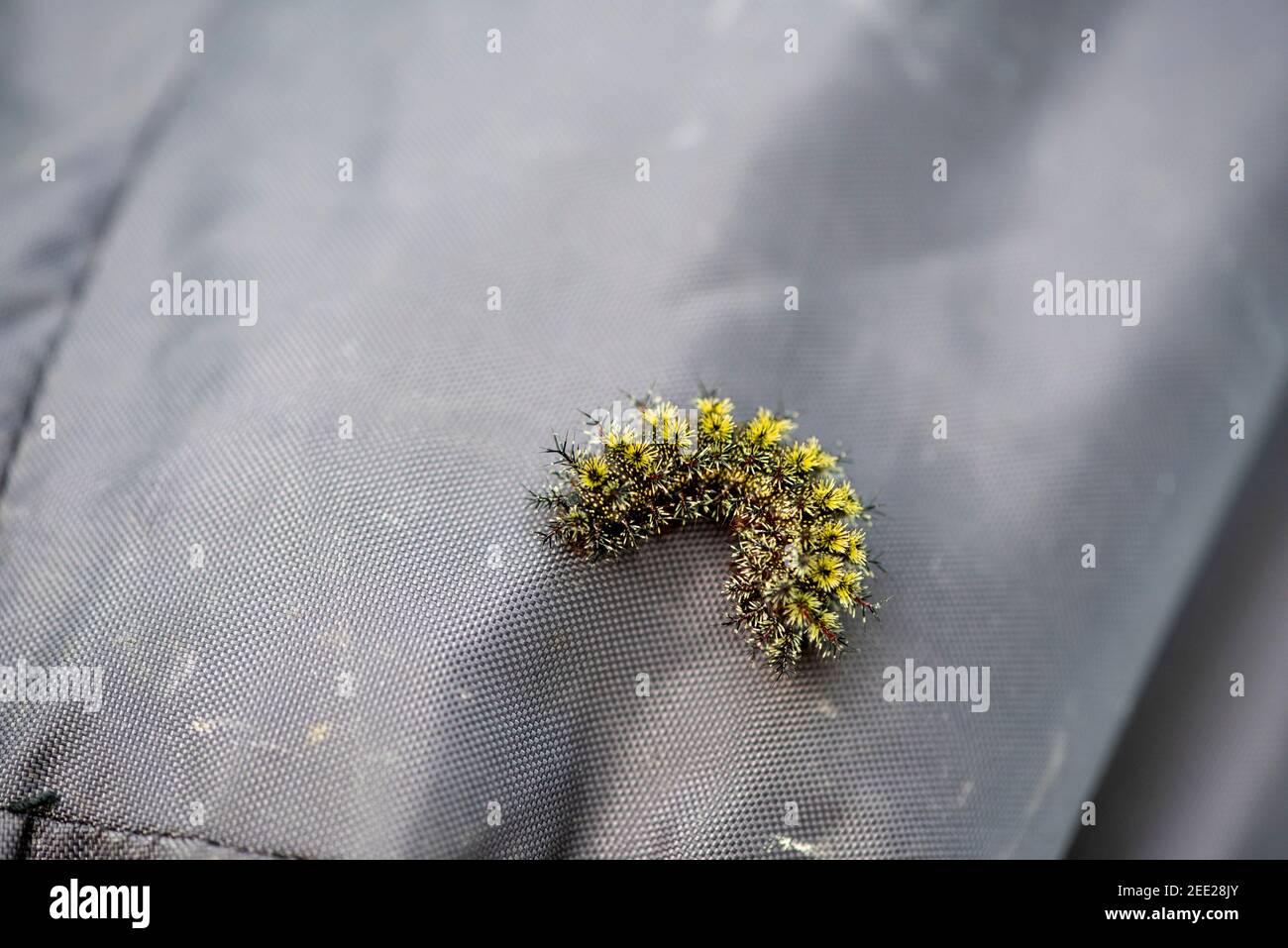 Caterpillar larva of Buck moth (Hemileuca maia) curled up on a tarp. Stock Photo