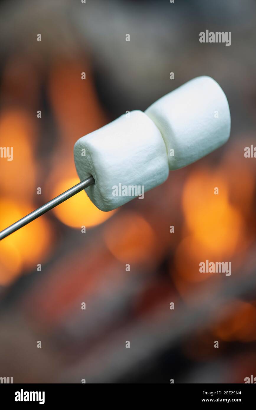 Two marshmallows are skewered and ready to be roasted on a campfire. Stock Photo