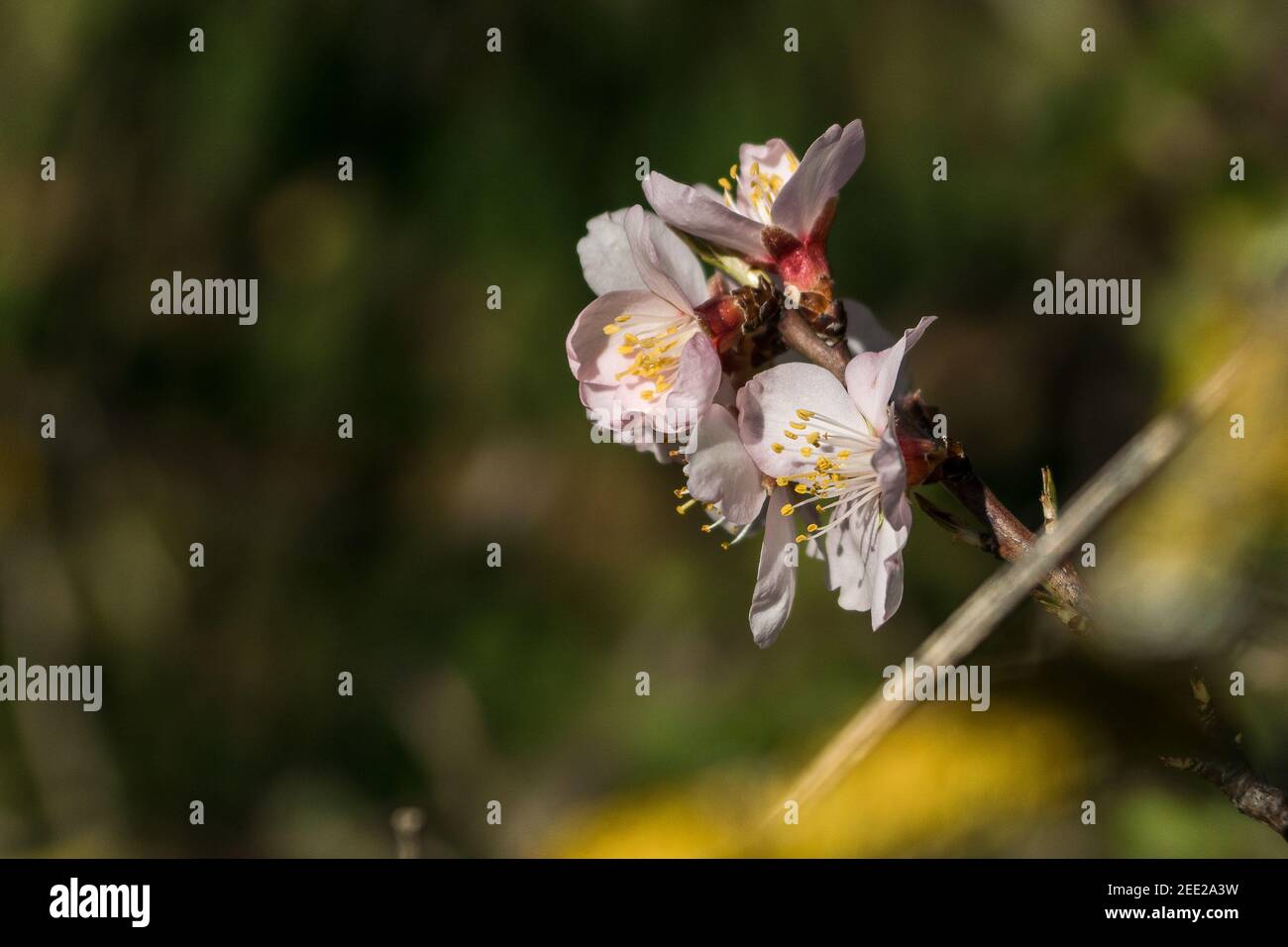 almond tree white flowers close shot Stock Photo