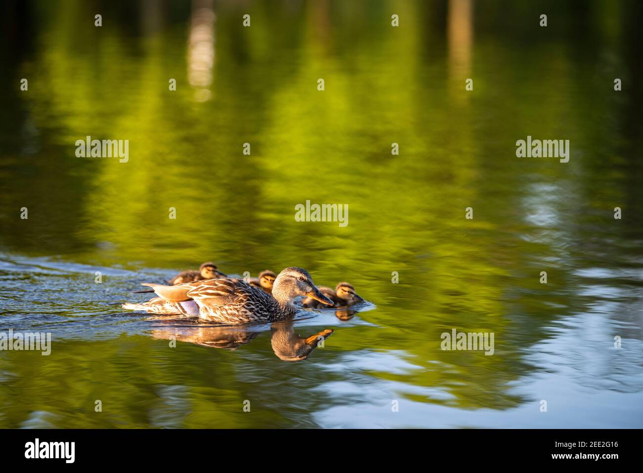 A female mallard swims with her ducklings. Constitution Gardens is a park area in Washington, D.C., United States, located within the boundaries of th Stock Photo