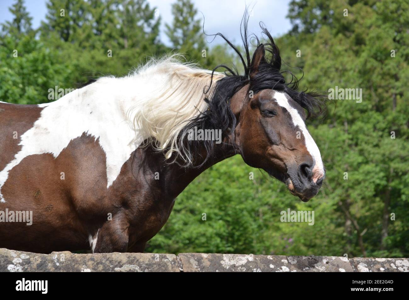 Brown And White Horse In A Field Windswept Mane / Hair North York