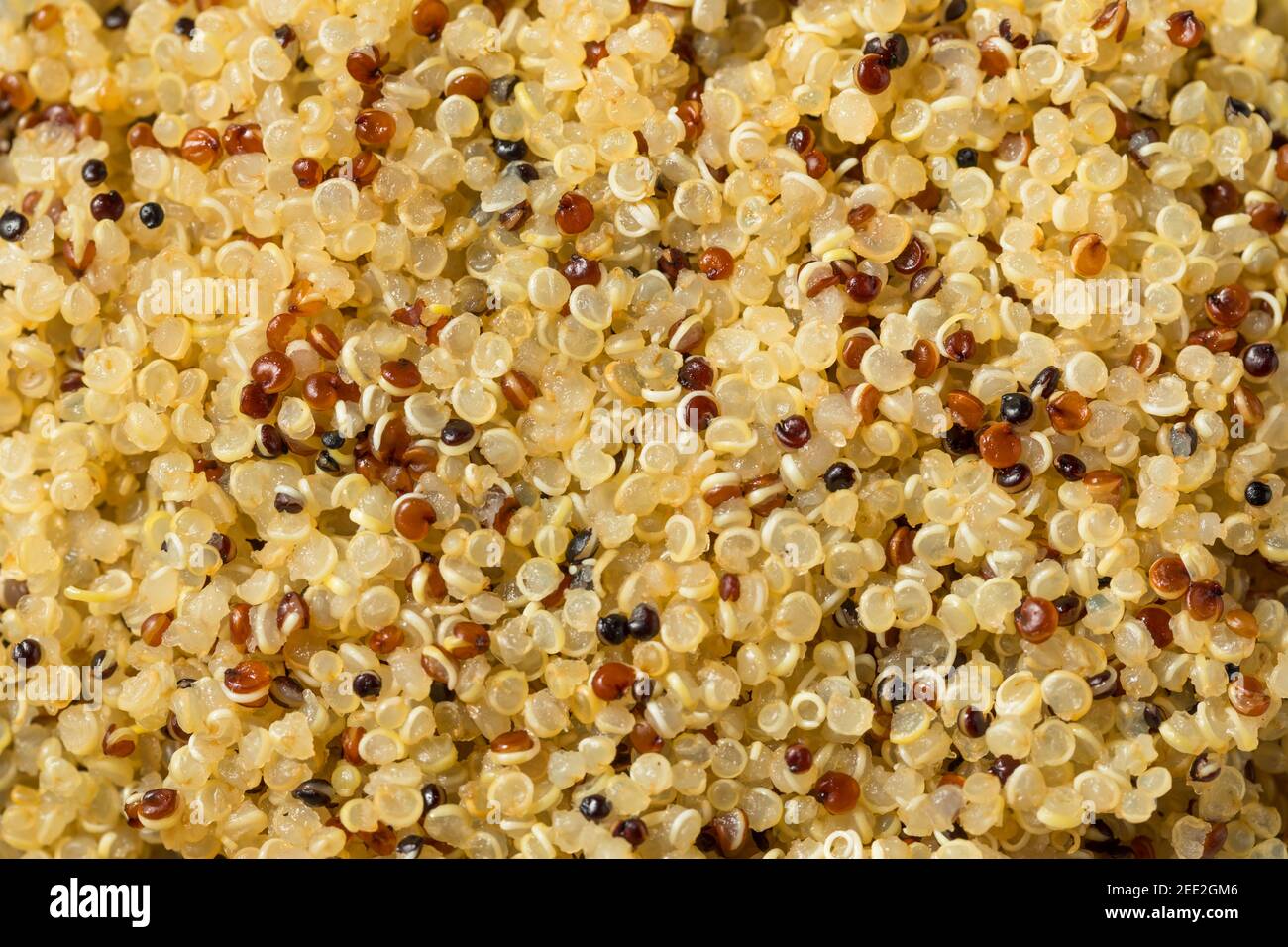 Healthy Cooked White Quinoa Ready to Eat Stock Photo Alamy