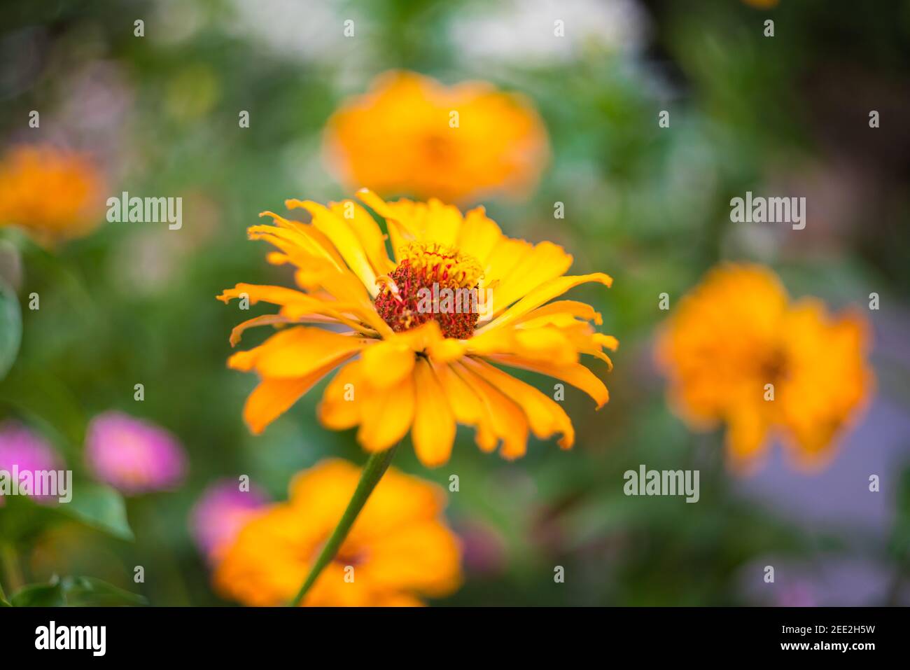 Yellow Orange Helenium Autumnale in Garden Stock Photo