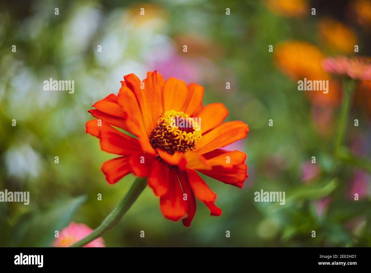 Ruby Red Helenium Autumnale in Garden Stock Photo