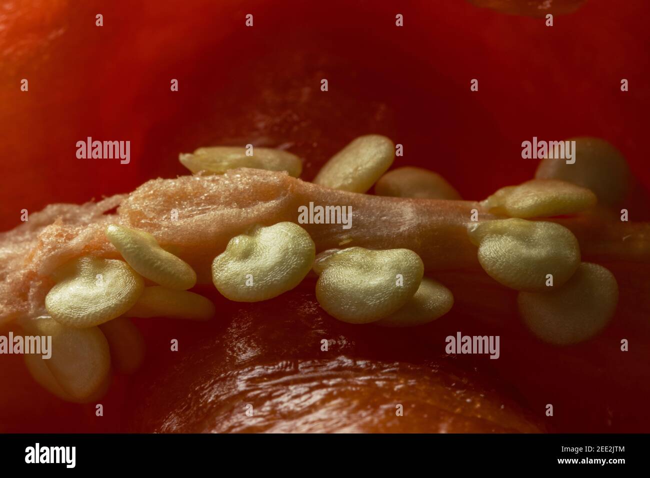 Inside of red pepper (chilli) with seeds Stock Photo