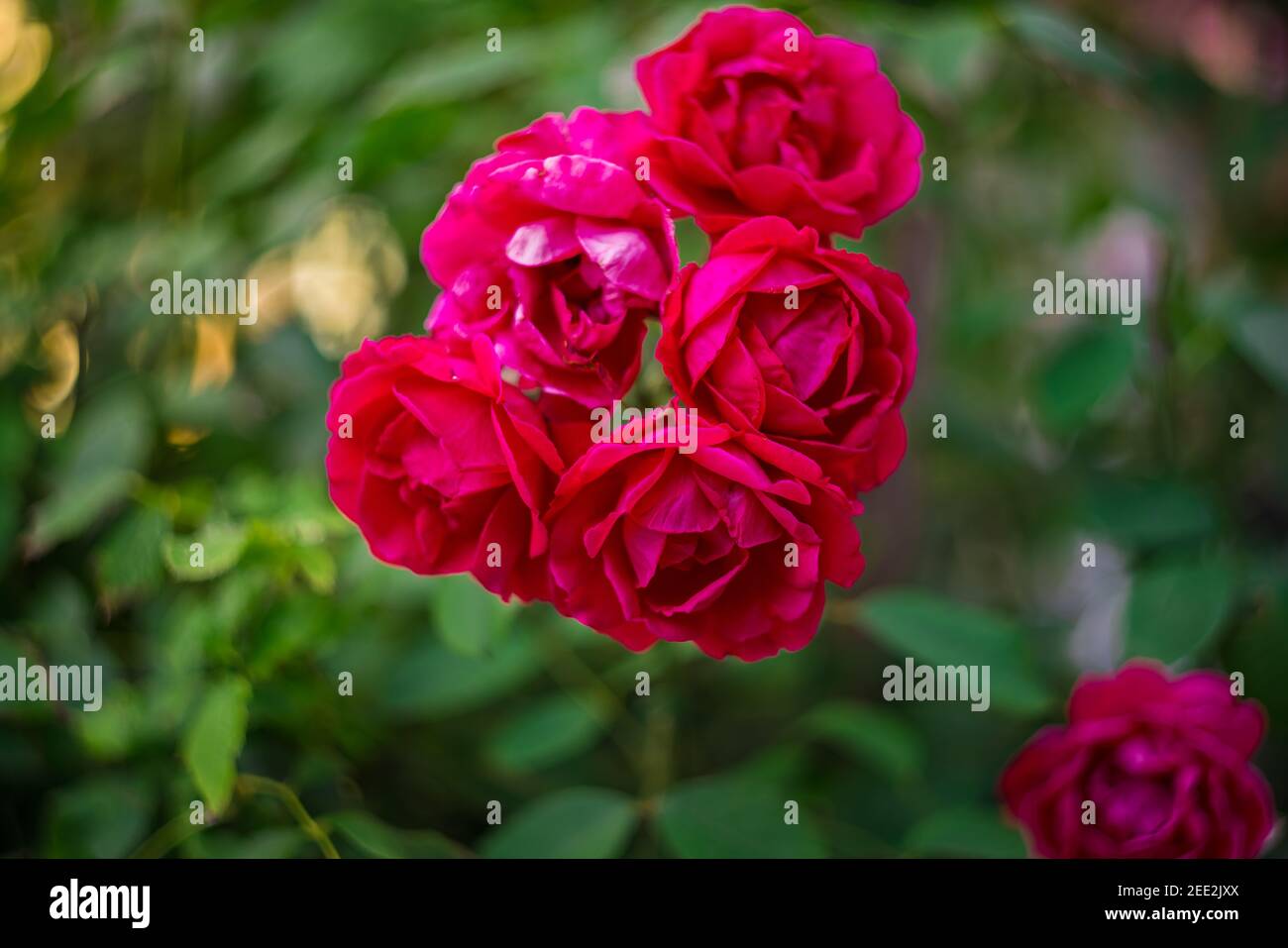 Red Patio Roses Shrub Summer Garden Stock Photo Alamy