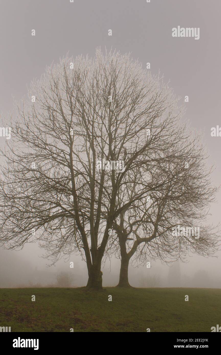 Scenic view of a large ash tree on a cold and frosty morning Stock Photo