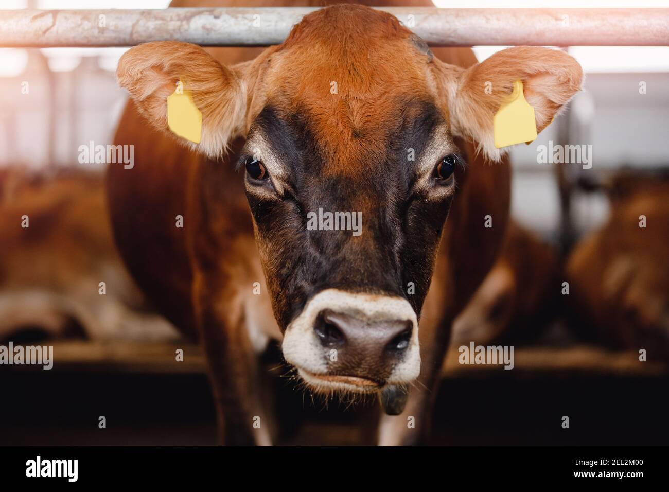 Modern automated farm for breeding red Jersey cows. Meat, milk, cheese