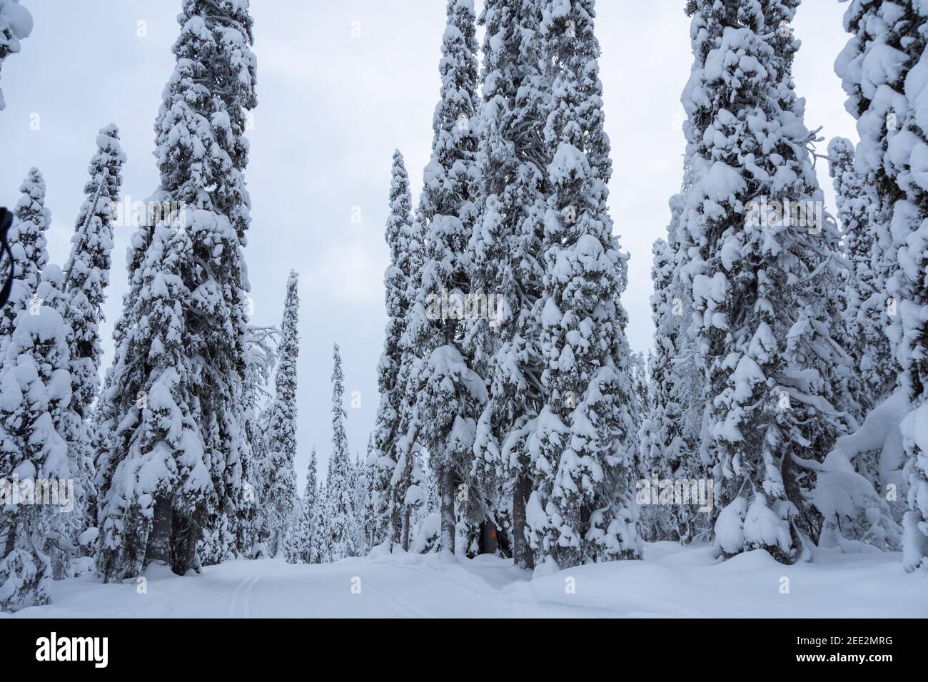 Snowy landscape in Finland's Lapland Stock Photo