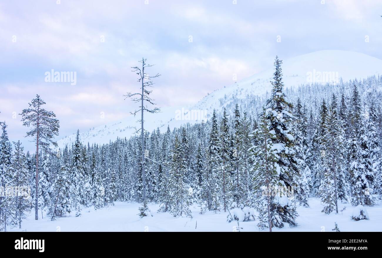 snowy landscape in Finland's Lapland Stock Photo