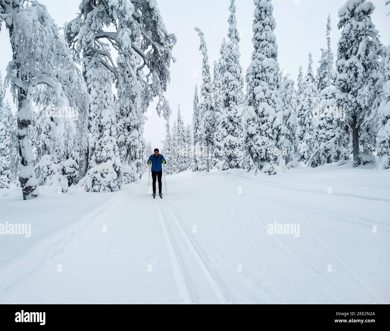 Skier in snowy landscape in Finland's Lapland Stock Photo
