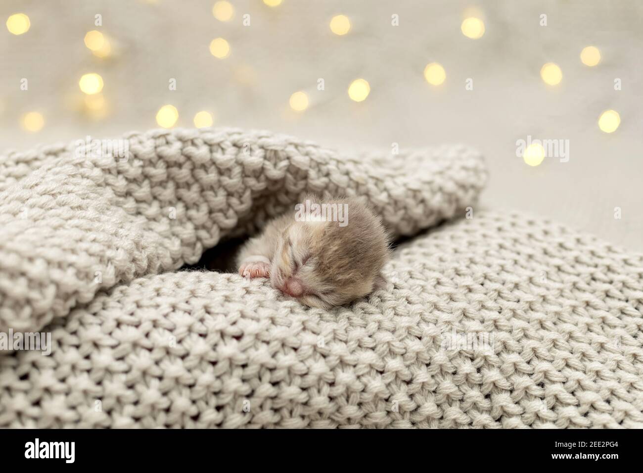 Cute newborn kittens sleeping together Stock Photo Alamy