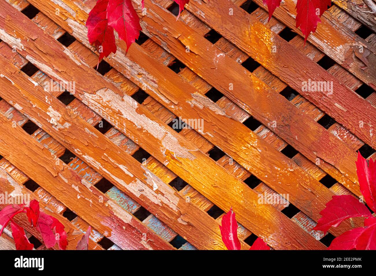 Red Leaves Wood Lattice Garden Wall Stock Photo