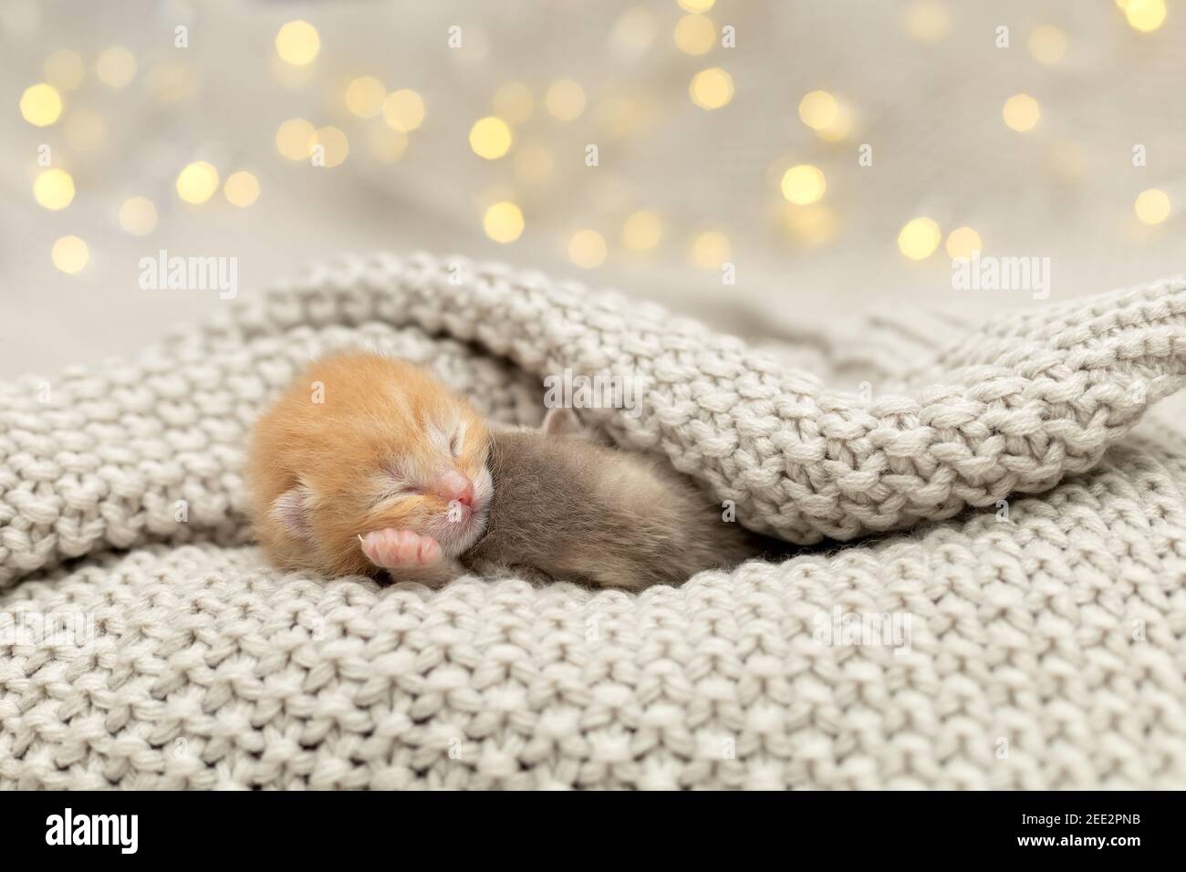 Cute newborn kittens sleeping together Stock Photo Alamy