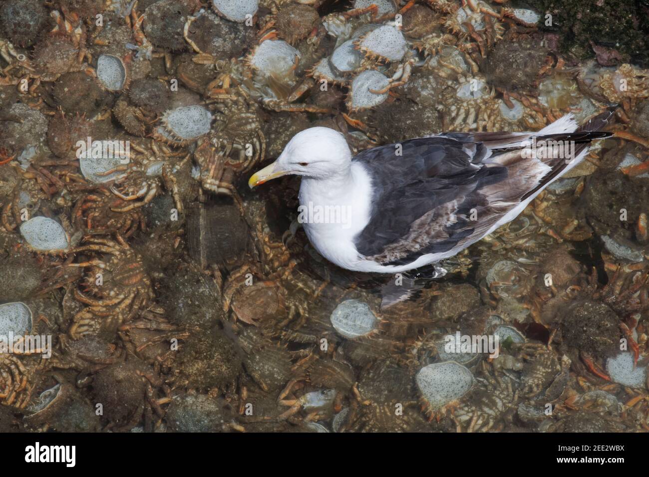 Great black-backed gull (Larus marinus) subadult wading in a rock pool crammed with cast shells of moulted Spiny spider crabs (Maja squinado), Wales, Stock Photo
