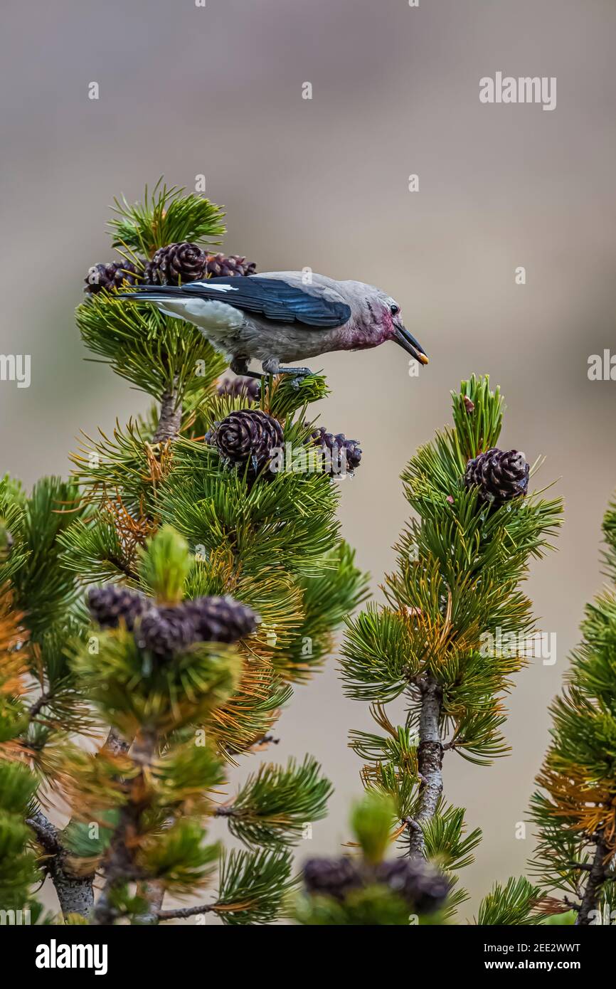 Clark's Nutcracker, Nucifraga columbiana, gathering Whitebark Pine
