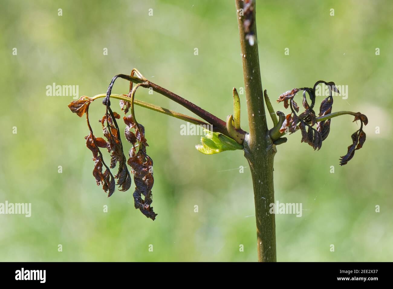 Ash tree (Fraxinus excelsior) sapling dying from Ash dieback disease (Hymenoscypus fraxineus) as its leaves wither, Wiltshire, UK, May. Stock Photo