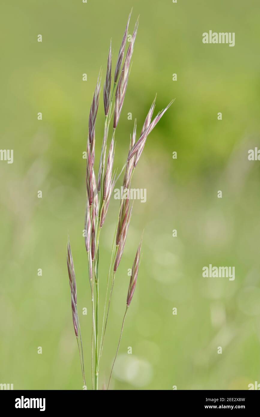 Upright brome grass (Bromus erectus) flowering on a chalk grassland slope, Great Cheverell Hill, Salisbury Plain, Wiltshire, UK, May. Stock Photo
