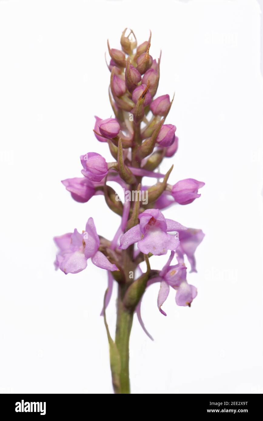 Chalk fragrant orchid (Gymnadenia conopsea) flowering against a white background, Salisbury Plain, Wiltshire, UK, May. Stock Photo