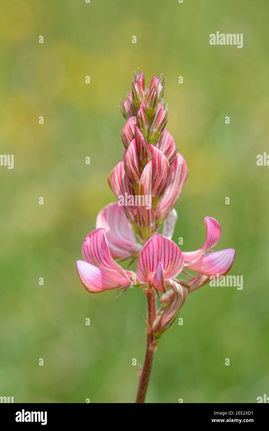 Sainfoin (Onobrychis viciifolia) flowering on a chalk grassland slope, Great Cheverell Hill, Salisbury Plain, Wiltshire, UK, May. Stock Photo