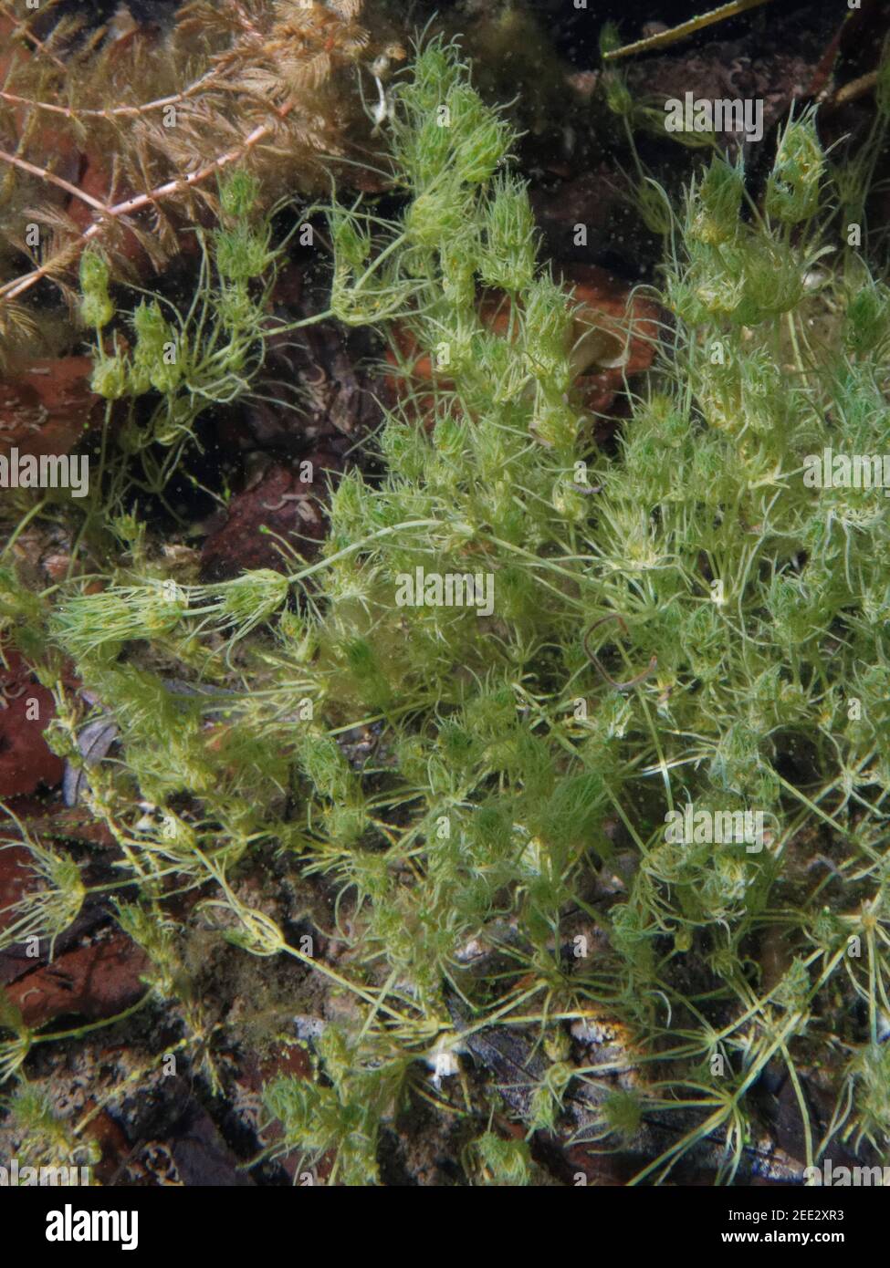 Smooth stonewort (Nitella flexilis) growing in a garden pond, Wiltshire, UK, May. Stock Photo