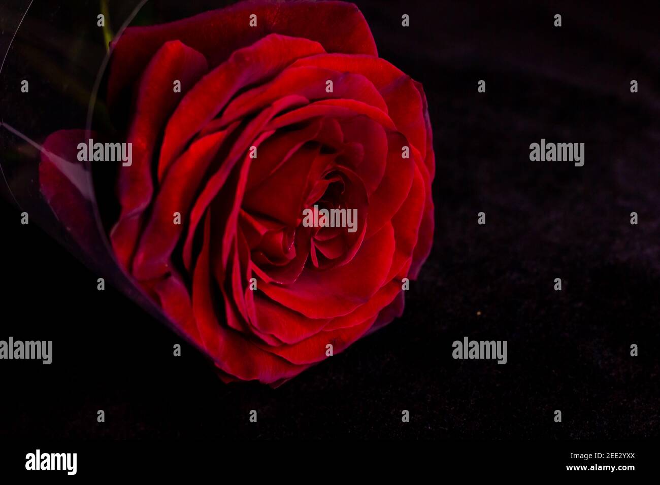 red rose on black, red rose on black background Stock Photo Alamy