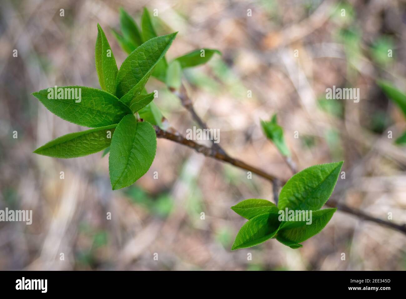 Twig of Prunus padus with young green leaves on spring day. Selective focus Stock Photo