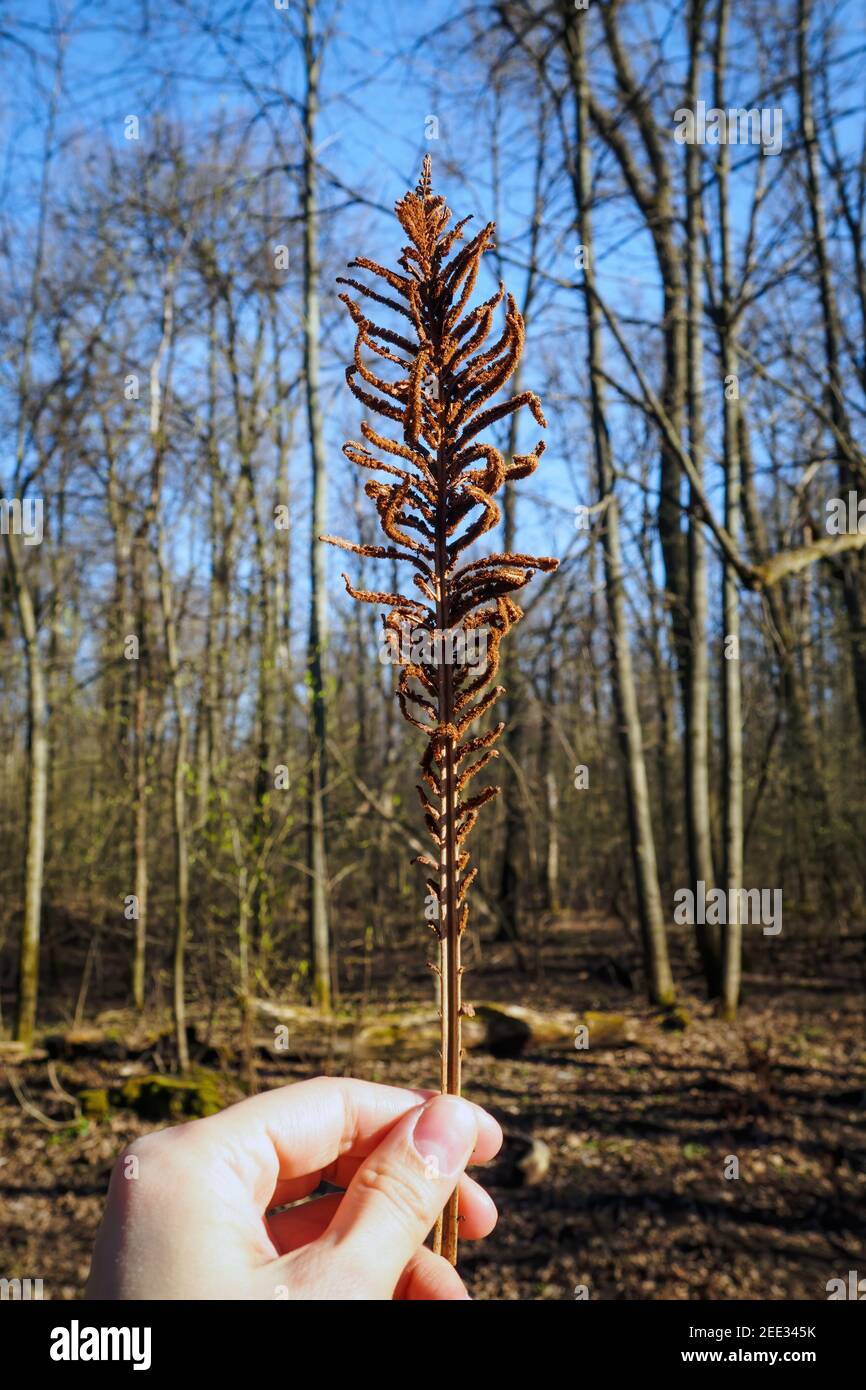 Dry brown fern leaf in female hand on spring sunny day against blurred background of forest and blue sky. Selective focus, vertical view Stock Photo