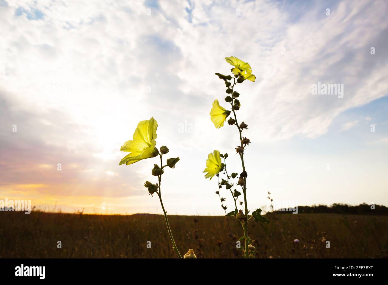 Yellow flower on the background of a beautiful sky with clouds. Wild annual hibiscus, Bluebell, datura, garden plants, copy space. Sunset in the field Stock Photo