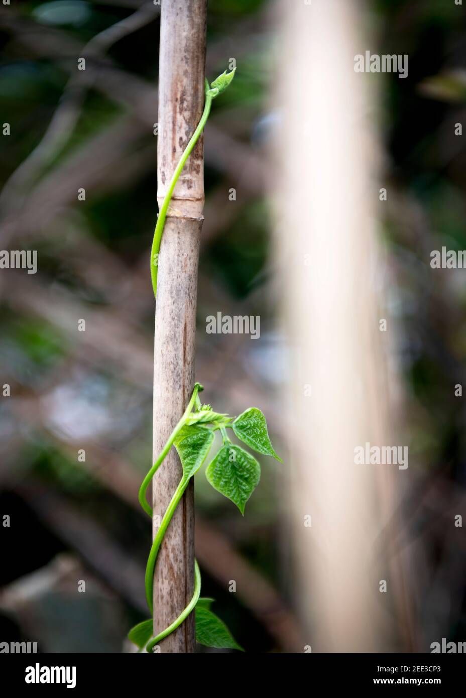 concept of a new growing season  showing a young bean plant climbing up a ole in a garden or allotment  image short for a background and text overlay Stock Photo