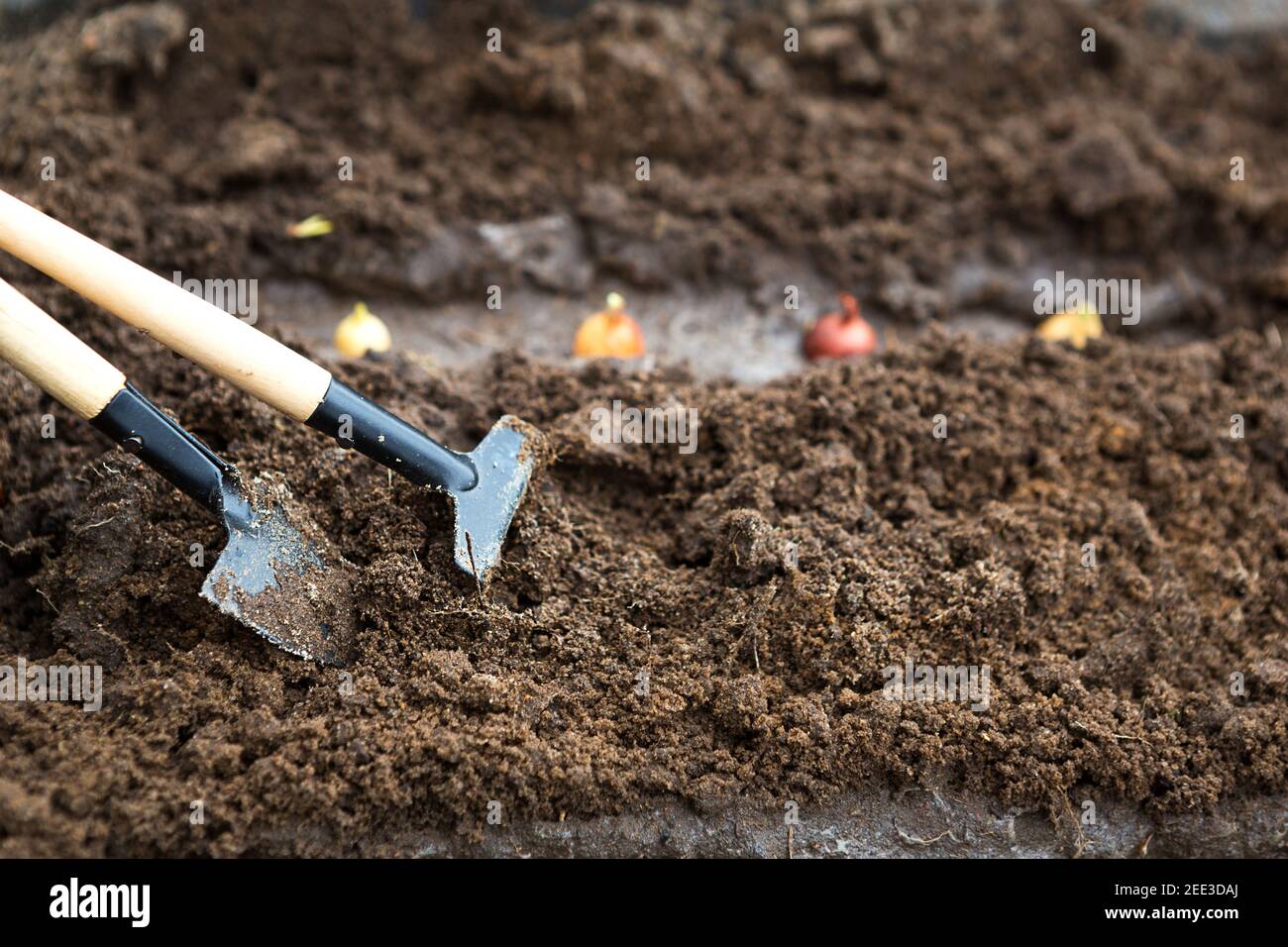 Rake and a shovel are inserted into the ground from the garden, the ...