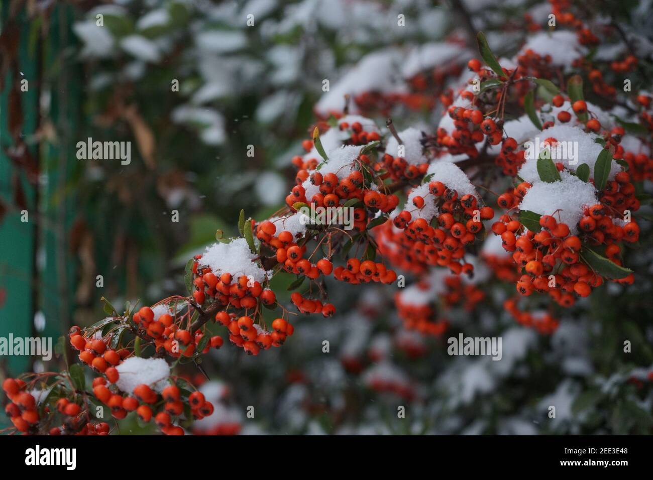 holly plant with green leaves with snow in the park after a snowfall Stock Photo