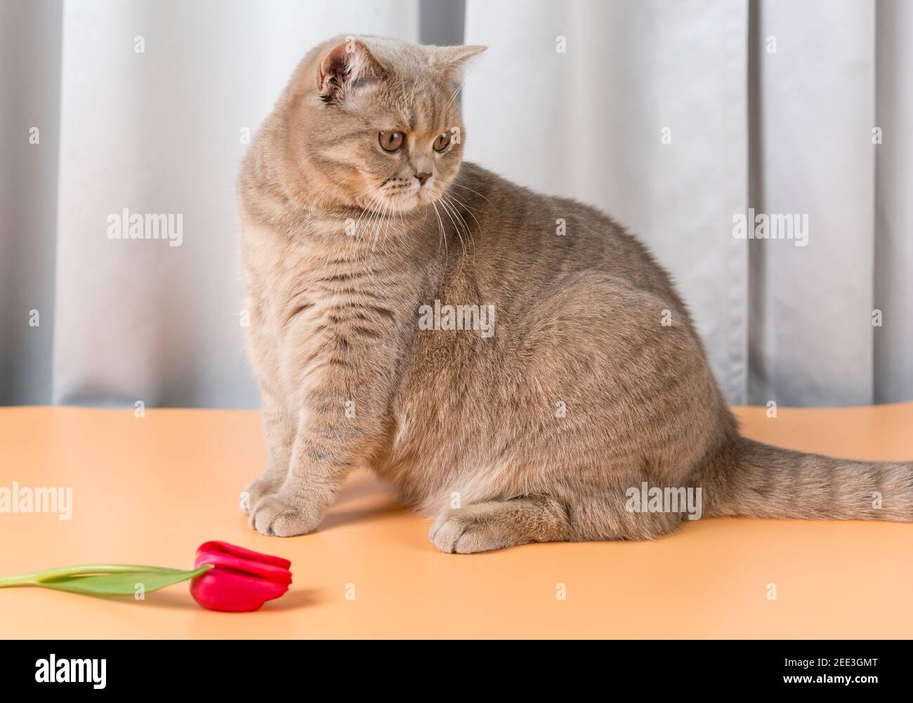 A British Shorthair cat sits next to a red tulip flower and looks away Stock Photo