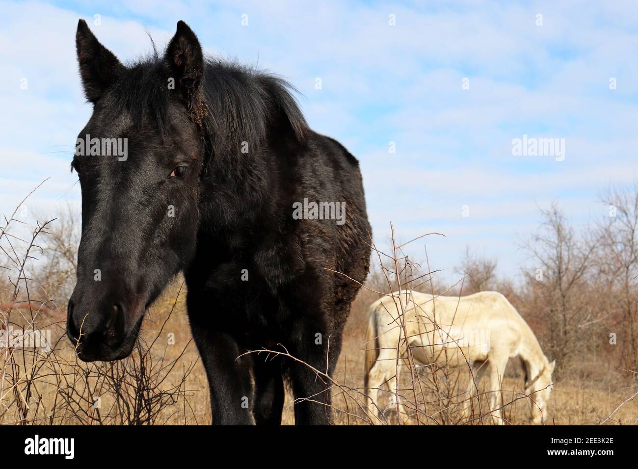 Couple of white and black horses grazing together on a pasture in the forest and eating dry grass. Picturesque rural landscape in cold weather Stock Photo