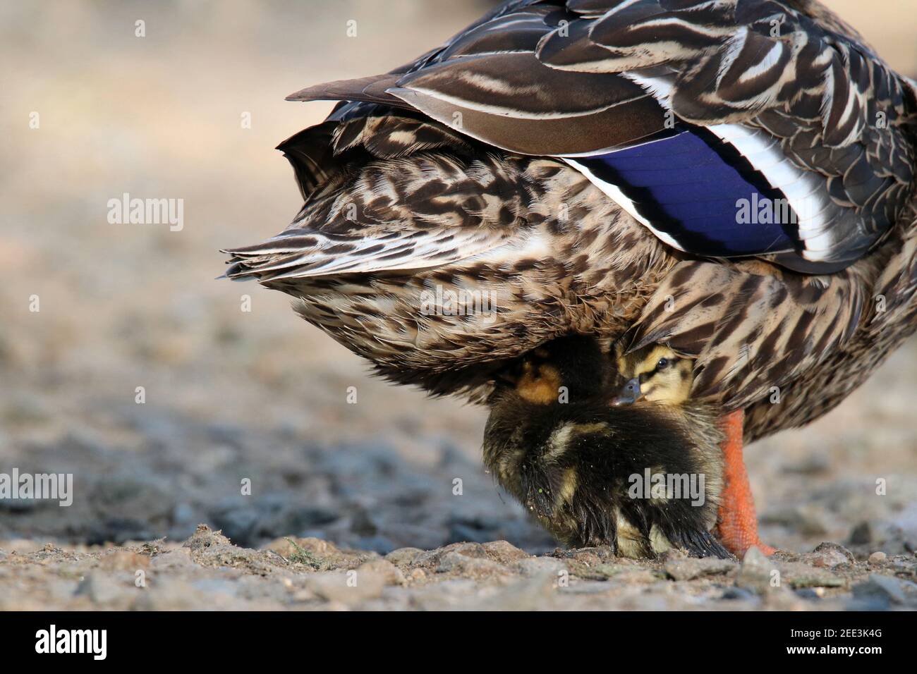 A mother duck sheltering her ducklings under her tail feathers.  The ducklings are staying safe and warm. Stock Photo