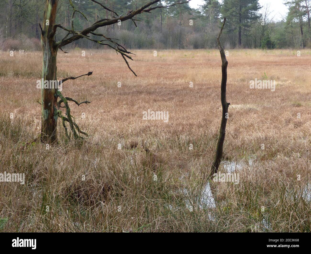 Trunks of two deciduous trees standing with their roots in water. Forest in the background. Part of the largest wet heath-land of Western-Europe. Stock Photo