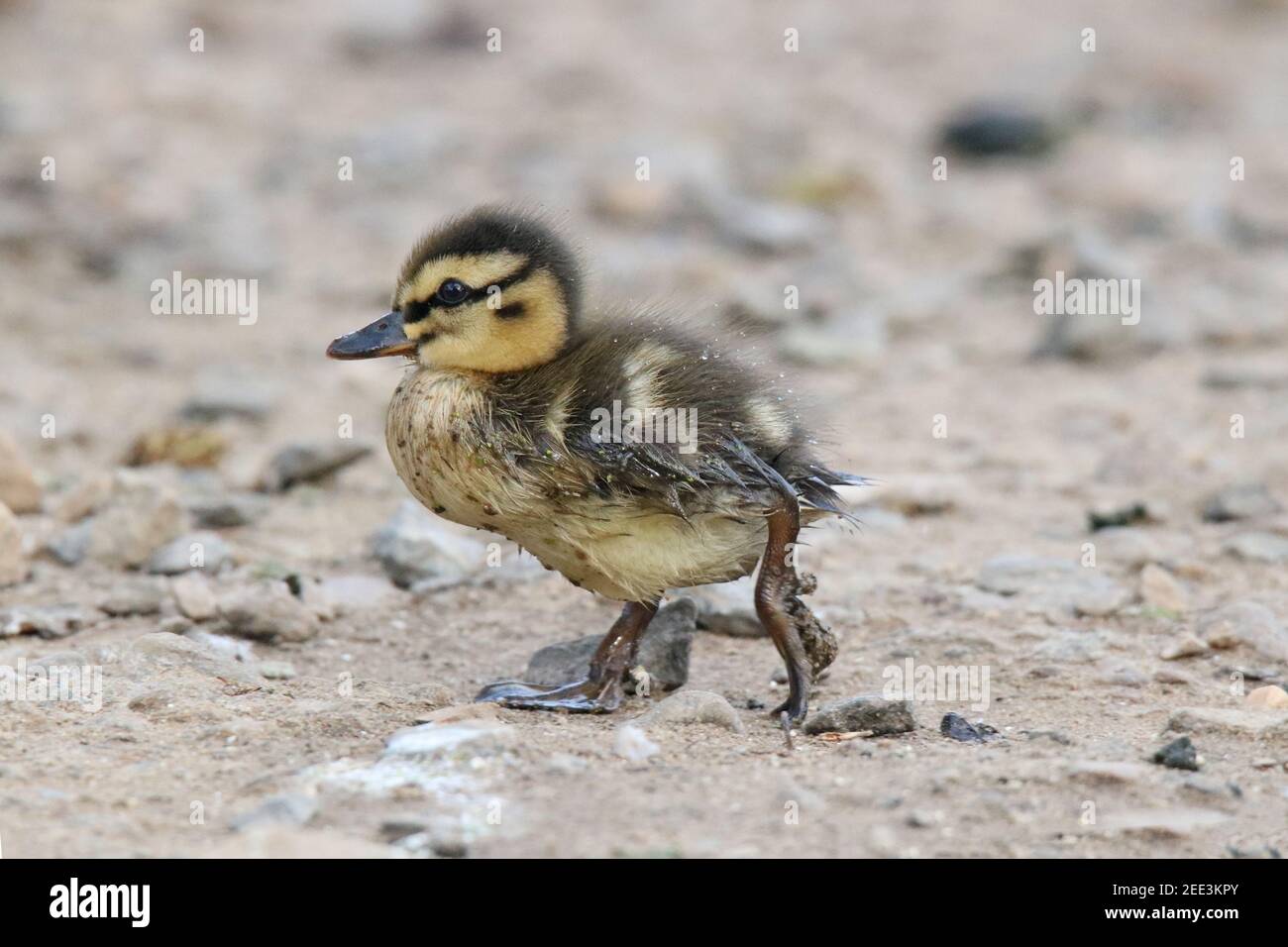 Little yellow ducks hires stock photography and images Alamy