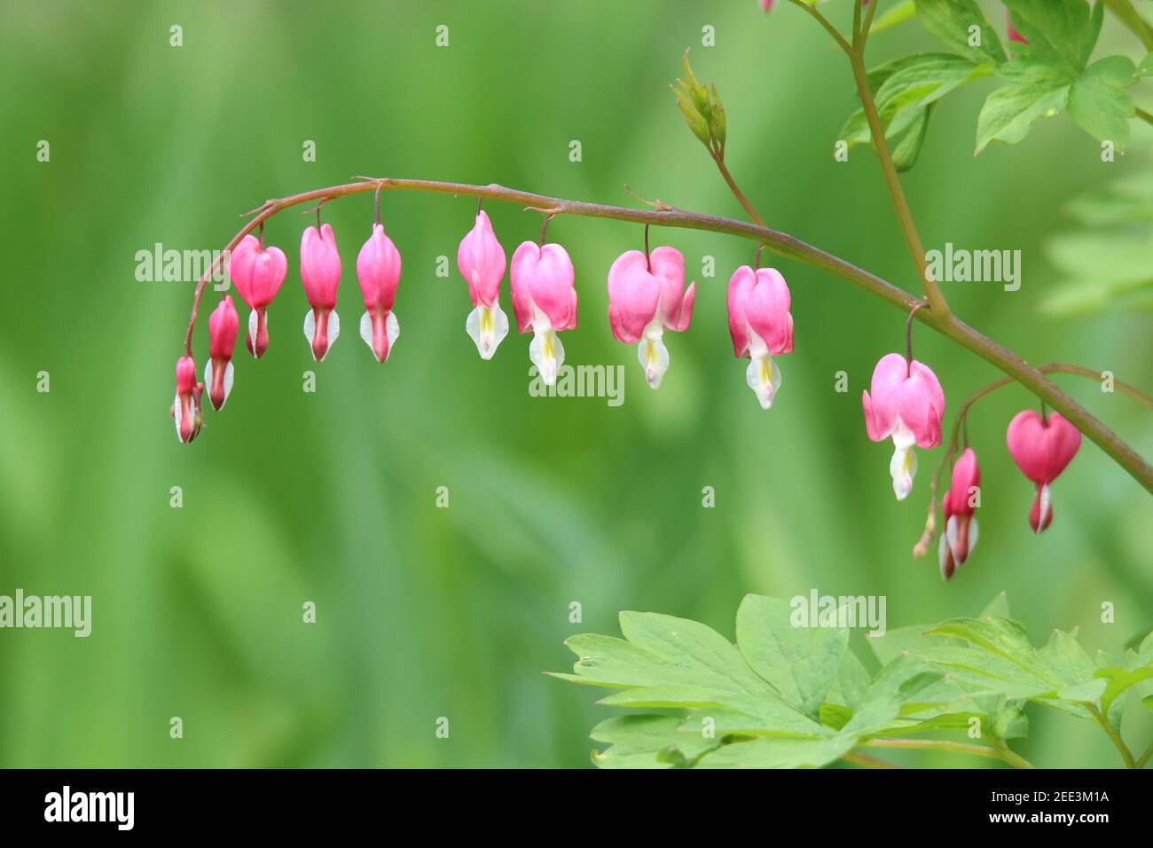 A row of pretty pink Bleeding Heart flowers in bloom in spring Stock Photo