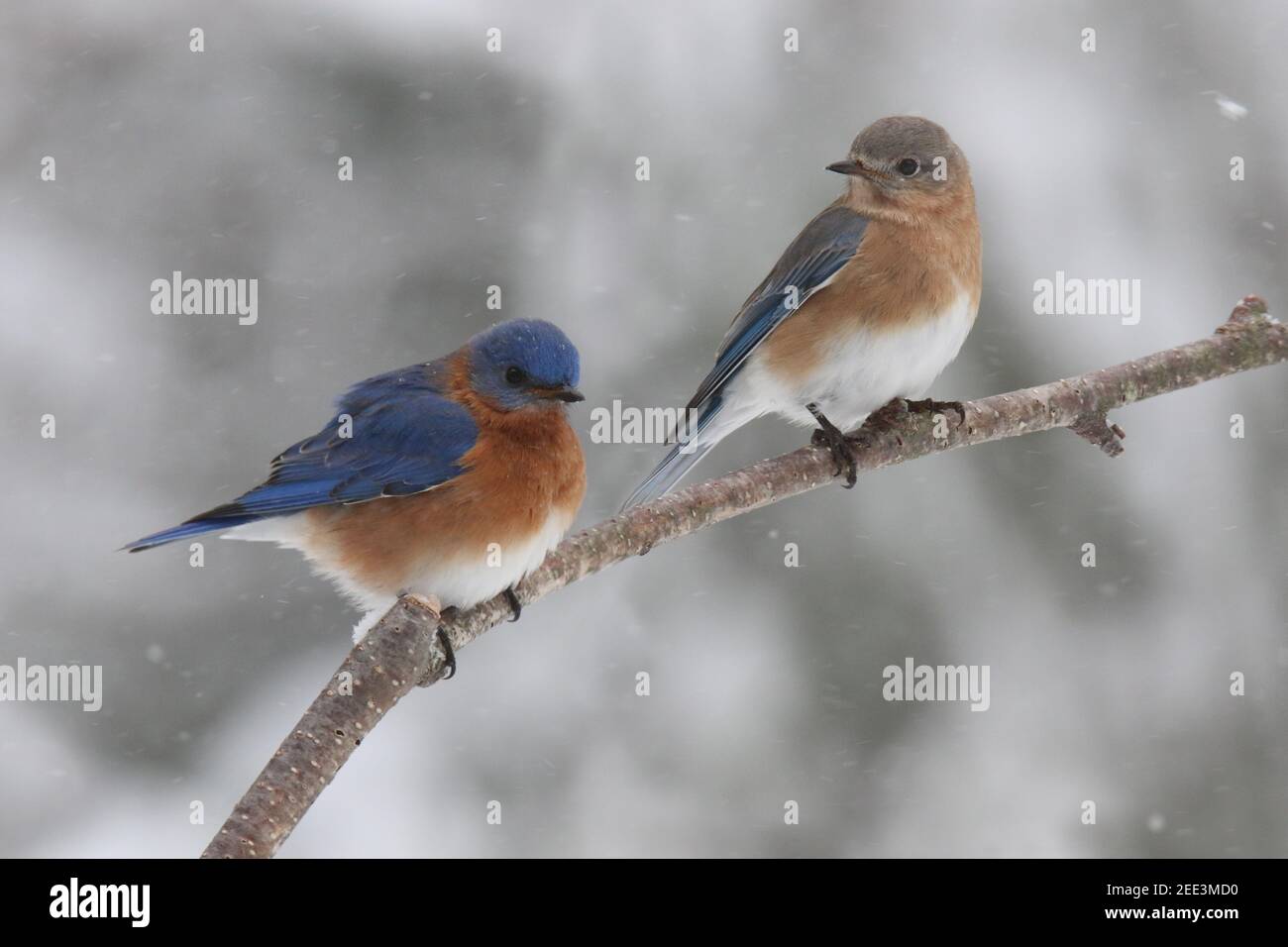 A pair of Eastern Bluebirds Sialia siails perching on a branch in a winter snowstorm Stock Photo