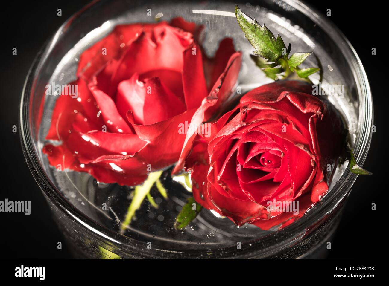 rosen im Wasser Stock Photo